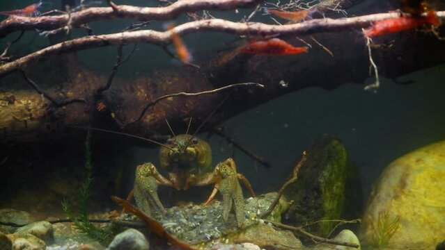 narrow-clawed crayfish search for food with claws under driftwood branch, eat detritus and algae in planted biotope aquarium, female of wild caught freshwater species, adaptable animal