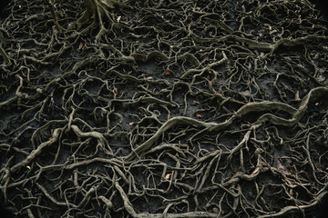 Roots of trees that grow in mangrove forests.