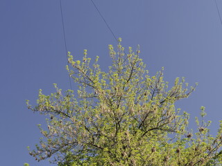 branches against blue sky