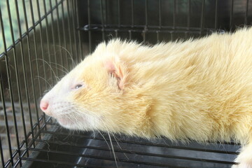 Obraz premium Close up of cute Albino Ferret