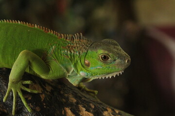 Close up of green iguana in a mini zoo