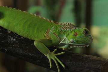Close up of green iguana in a mini zoo