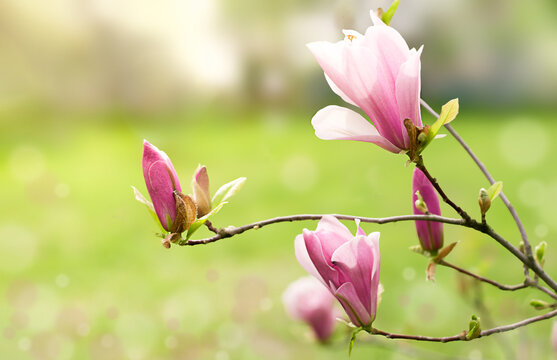 magnolia branch with flowers and buds in the garden on a blurred background. High quality photo