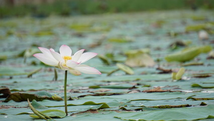 pink water lily