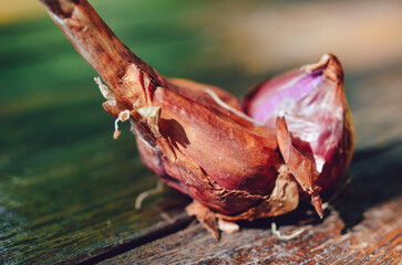 Thai red shallot close up