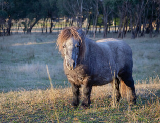 Little cute brown pony is walking on the field and forest on the background 