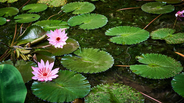Beautiful and fresh lotus flower
