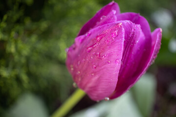 Fuschia Tulip with Water Droplets