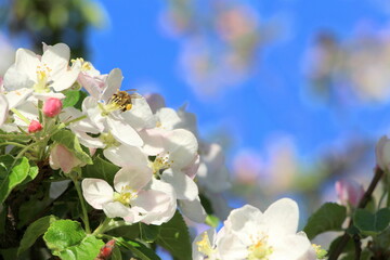Blooming apple tree in May. Horizontal poster with small white and pink apple flowers.