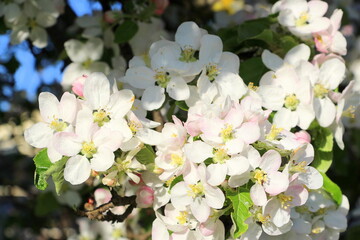 Blooming apple tree in May. Horizontal poster with small white and pink apple flowers.