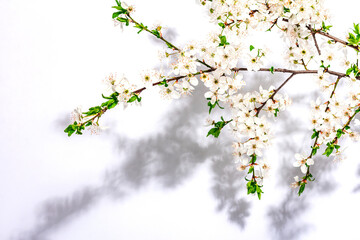Blooming cherry plum branches isolated on white background. Festive greeting card