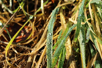 dew drops glistening in the sun on grass