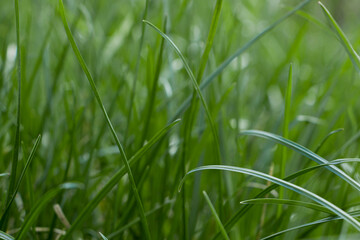 Green grass. Young leaves of green grass. Selective focus. Blurred background.