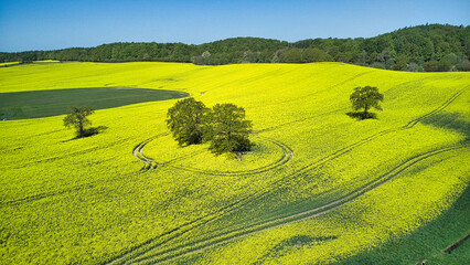 field of rapeseed