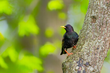 Garden Birds. starling. Common European starling on a branch with beautiful bright green background. sturnus vulgaris. spring background. Glittering colors.