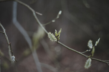 Leaves blossom on branches in spring. Nature background. Spring wallpaper, close-up, selective focus