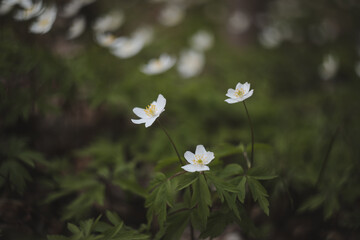 Beautiful spring background with white anemones flowers in spring woods. Springtime