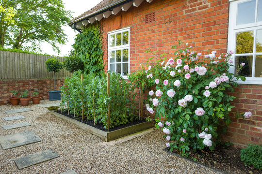 Garden with hard landscaping an rose bush, UK