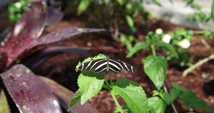 Black butterfly with white stripes on shiny green leaf in sun. The zebra longwing, Heliconius charithonia (Linnaeus), resting in tropical with other butterflies nearby. Florida state butterfly.