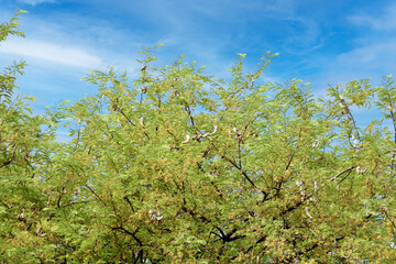 Tamarind tree bearing edible fruit which is very reach in nutrients.
