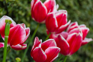 Tulips