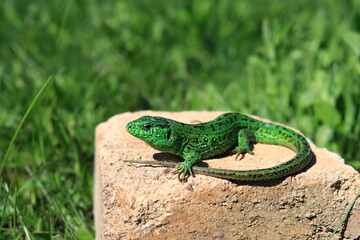 reptile