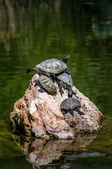 Red-Eared Slider Turtle on the rock