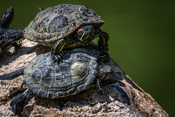 Red-Eared Slider Turtle on the rock
