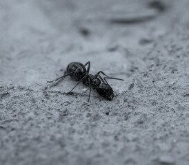 Eine große Ameise auf Stein, mit schwarzem Hinterlaib und brauner Tailie.
