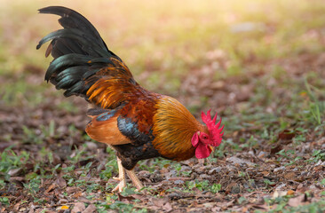 rooster in the garden