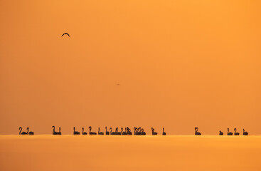 Greater Flamingos wading in the morning hours at Asker coast of Bahrain