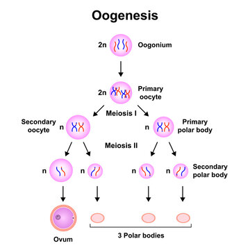 Scientific Designing Of Oogenesis. Colorful Symbols. Vector Illustration.
