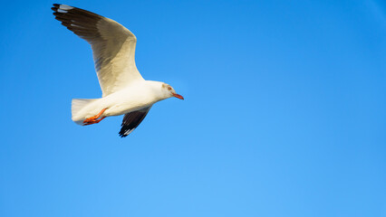 close-up seagull flying in the sky
