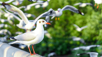 Flock of seagulls in nature