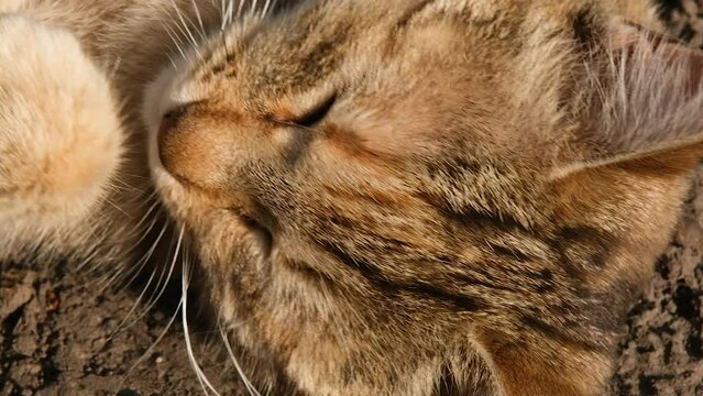 Close up Video portrait of funny homeless pussy licks paw on a white wall background. The cat washes and cleans the fur. Slow motion video of stray cat