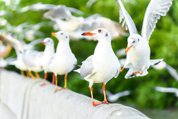 Flock of seagulls in nature