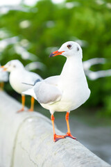 Naklejka na ściany i meble Flock of seagulls in nature