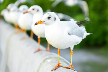 Flock of seagulls in nature