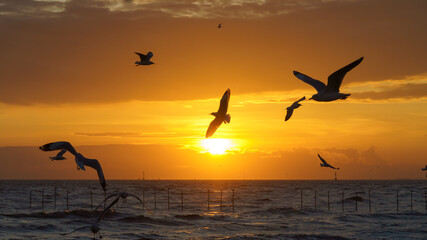 Fototapeta na wymiar Beautiful evening sunset with flocks of birds flying around.