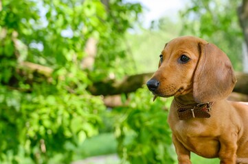 A young puppy of a dachshund dog breed poses while walking among the green foliage of trees in the forest in sunny summer weather.