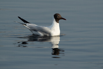 Portrait of a Black-headed gull at Tubli bay, Bahrain