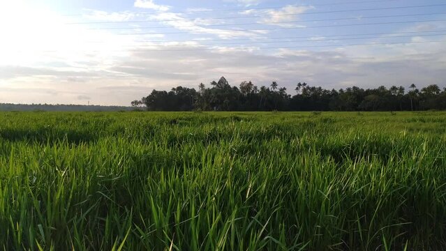 Beautiful 4k rural country side view of fresh green paddy, rice, wheat crop plant farming field with blue and white cloudy sky. Agriculture Asia and Asian Agricultural food cultivation farm concept.