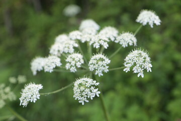 Berce spondyle dans les prairies de Saint Just d' Avray , au printemps , Rhône