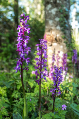 Orchis mâle dans les prairies de vallée d' Azergues au printemps