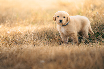 Cute purebred golden Labrador retriever brown puppy dog standing outdoor in the yellow grass field....