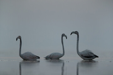 Greater Flamingos just before sunrise at Asker coast of Bahrain