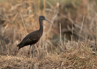 Portrait of a Glossy Ibis at Asker Marsh, Bahrain