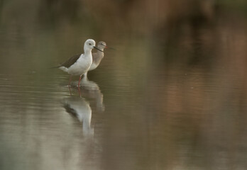 Black-winged Stilt and a spotted redshank at Asker Marsh, Bahrain