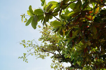 High Angle view of tree on the beach is on the corner this picture. Vintage background.