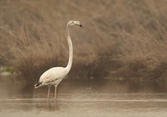 Greater Flamingo at Asker marsh in the morning hours, Bahrain